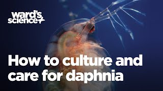 Caring and Culturing for Daphnia [upl. by Janicki]