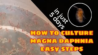 How to Culture Magna Daphnia Easily [upl. by Gerald]