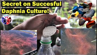 How to Culture Daphnia Successfully [upl. by Holbrook]