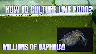 How to Culture Daphnia Secret Method to Breed MILLIONS  Simply Aquatic [upl. by Adlitam]