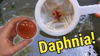 How I Culture Daphnia In Outdoor Tubs [upl. by Deming678]