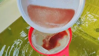 How to culture daphnia  Daphnia culture  How to grow daphnia outdoor [upl. by Aissela]