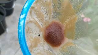 How to culture daphnia moina in a small container Part 1 English Subtitle [upl. by Medarda]