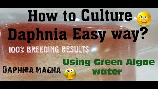 Daphnia MagnaHow to Culture Daphnia Easy wayCulturing Daphnia using Green water Daphnia [upl. by Seuqram]