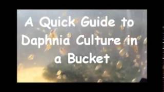 How to culture daphnia outside [upl. by Barcroft]