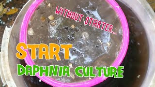 How to culture daphnia moina the easy way 1  Starting the Daphnia culture [upl. by Eniamart187]