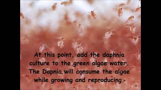 Daphnia  How to grow daphnia in your home [upl. by Imot]