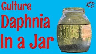 How to Culture Daphnia in a Jar [upl. by Haggai]