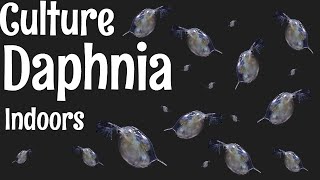 How to Culture Daphnia [upl. by Dlorah]