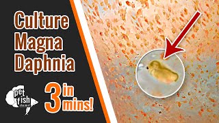 How to culture DAPHNIA MAGNA  The easy way [upl. by Ylimme]