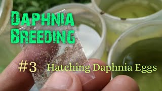 Daphnia Culture made simple and easy 3  Hatching Daphnia eggs [upl. by Flanigan]