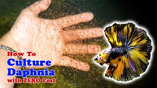 How to Culture Daphnia with ZERO Cost  Unlimited Live Food For Our Fish [upl. by Meehyr]