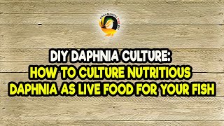 DIY Daphnia Culture How to Culture Nutritious Daphnia as Live Food for Your Fish [upl. by Marline]