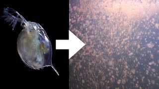 How I Culture Daphnia [upl. by Ayhtak582]