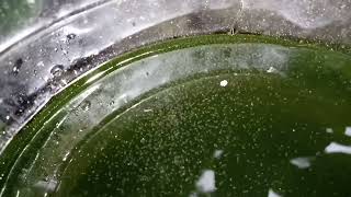 DAPHNIA MOINA CULTURE IN A SMALL BUCKET [upl. by Aissac]