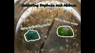 How To Culture Daphnia and Moinas using Green Water Spirulina powder [upl. by Bullard]