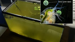 Raising Daphnia for the Freshwater Aquarium [upl. by Leveroni]