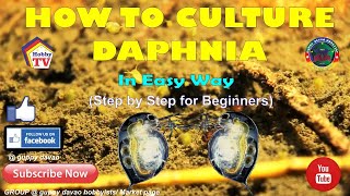 HOW TO CULTURE DAPHNIA In Easy Way [upl. by Yle]